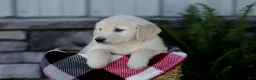 Golden Retriever dogs for sale: Baxter - Ad 3