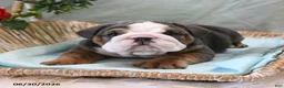 English Bulldog dogs for sale: Buddy - Ad 3