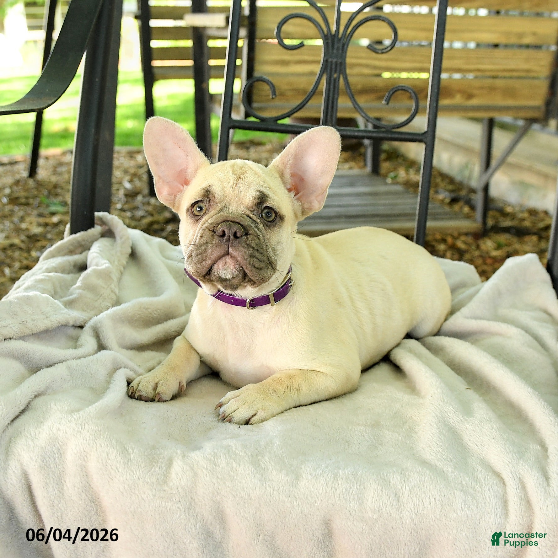 French Bulldog dogs Delightful Doris - Ad 2