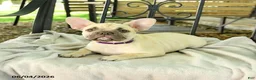 French Bulldog dogs for sale: Delightful Doris - Ad 2