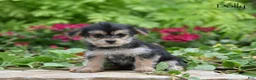 Morkie dogs for sale: Dolly - Ad 5