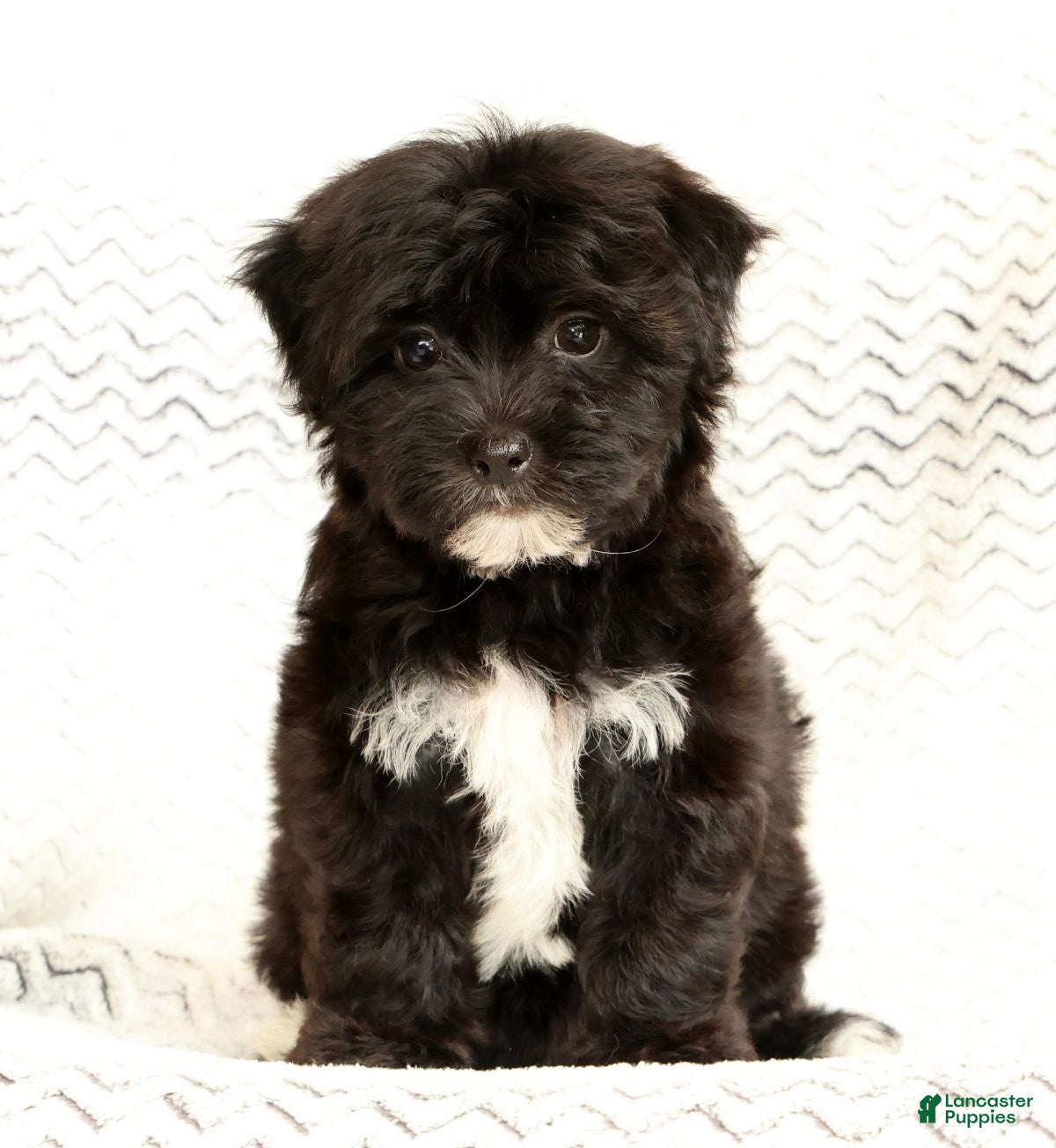 Yochon dogs Oreo - Ad 1