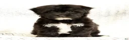 Yochon dogs for sale: Oreo - Ad 1