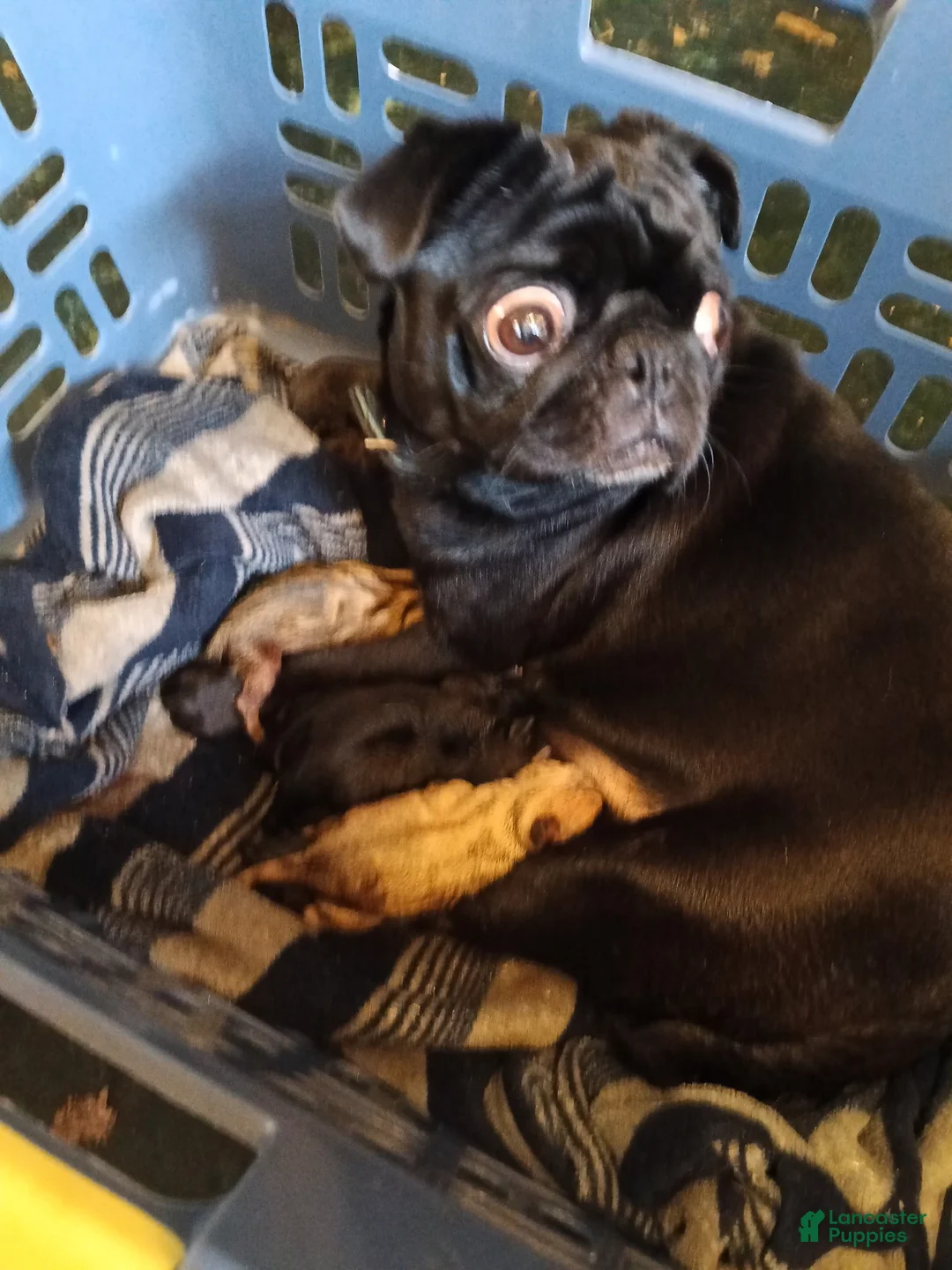 Pug dogs for sale: Pug 2 (Dempsey) - Ad 4