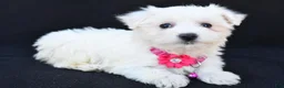 Maltese dogs for sale: Beauty - Ad 6