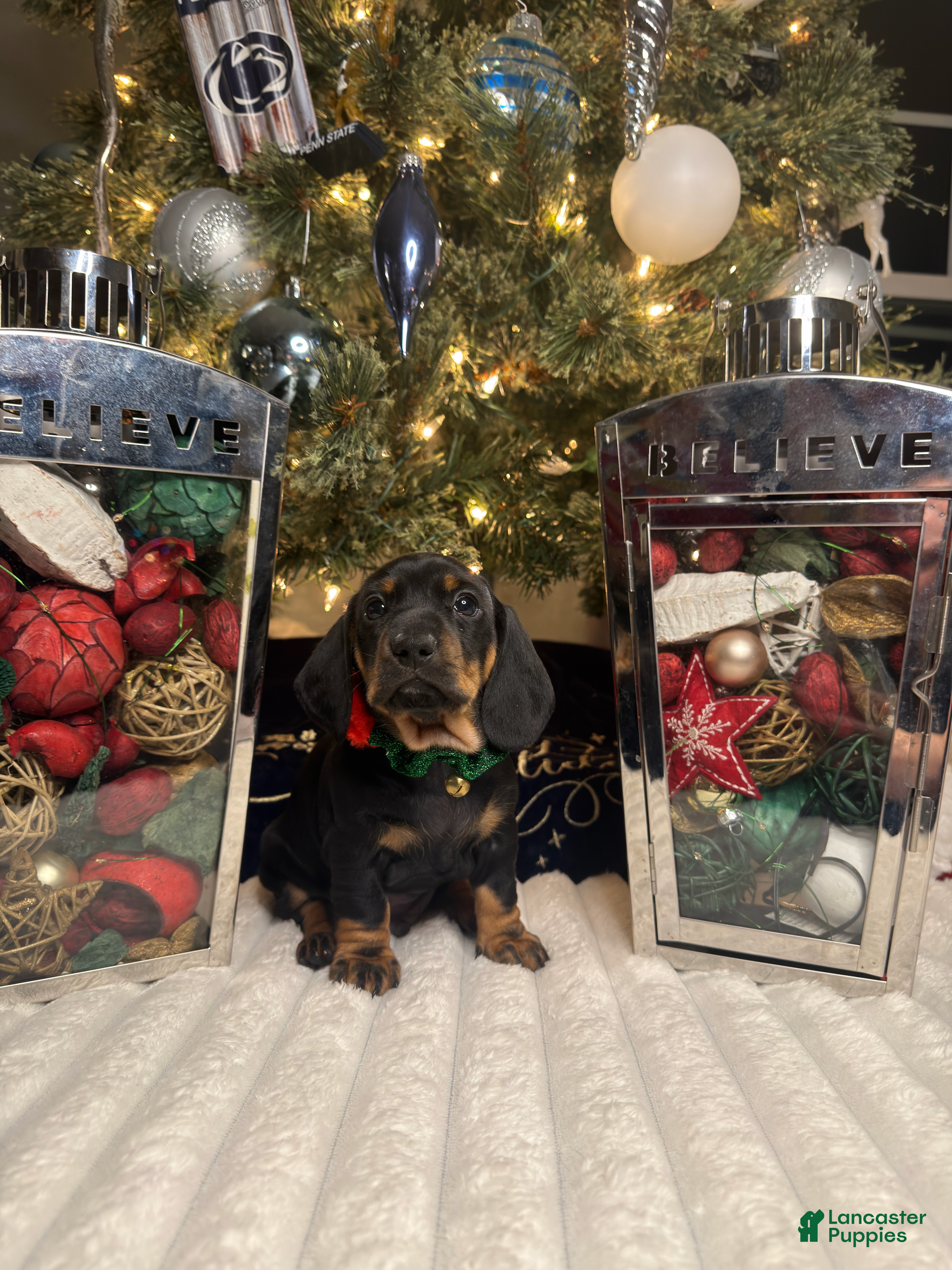 Miniature Dachshund dogs Junior - Ad 24