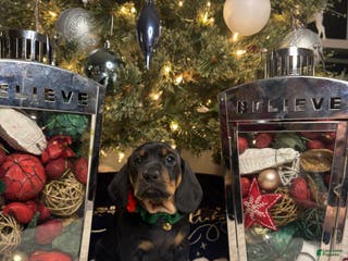 Miniature Dachshund dogs Junior - Ad 20