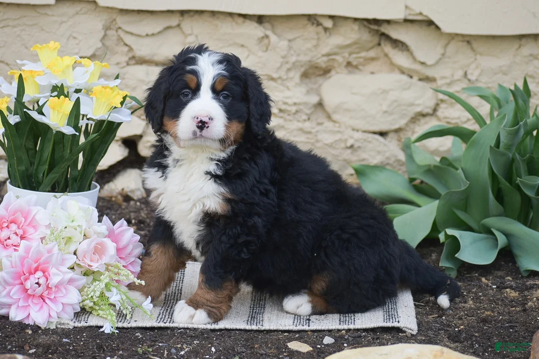 Bernese Mountain Dog dogs for sale: Slade - Ad 2