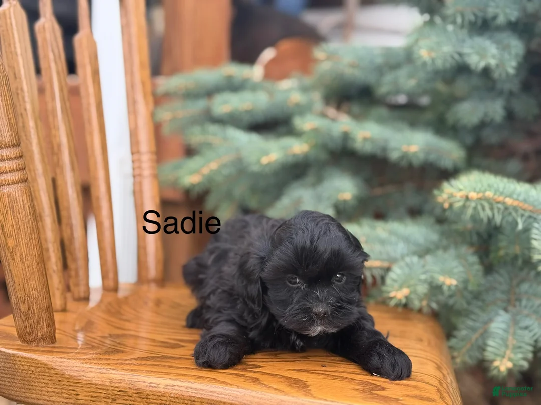 Shihpoo dogs for sale: Sadie - Ad 1