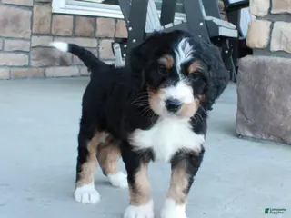 Bernedoodle dogs for sale: Max - Ad 4