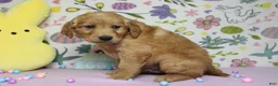 Golden Retriever dogs for sale: Benji - Ad 6