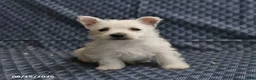 West Highland Terrier dogs for sale: Daisy - Ad 3