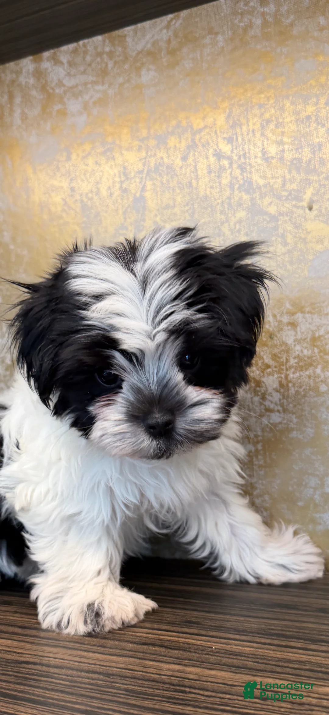 Morkie dogs for sale: Duke  - Ad 8