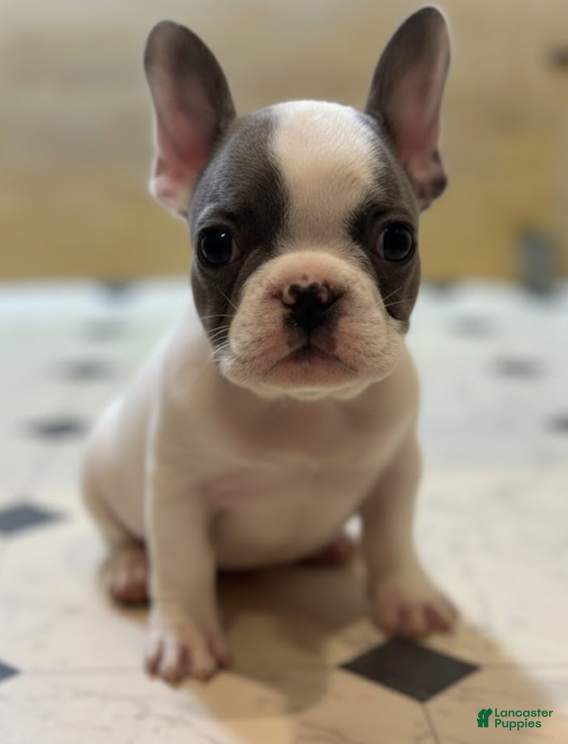 French Bulldog dogs Saint - Ad 31