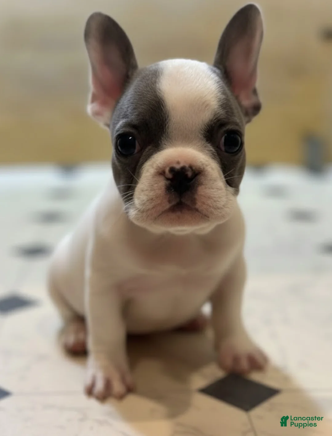 French Bulldog dogs for sale: Saint - Ad 1