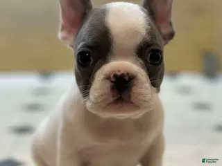French Bulldog dogs Saint - Ad 31