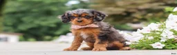 Cavapoo dogs for sale: Indy - Ad 5