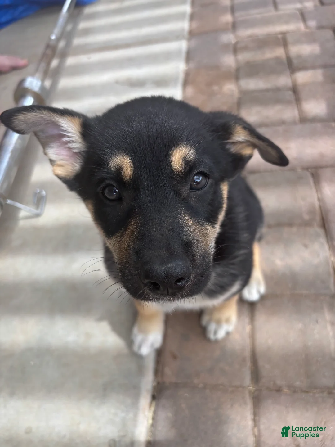 Gerberian Shepsky dogs for sale: Cheeks - Ad 1