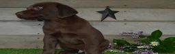 Labrador Retriever dogs for sale: Ann - Ad 8