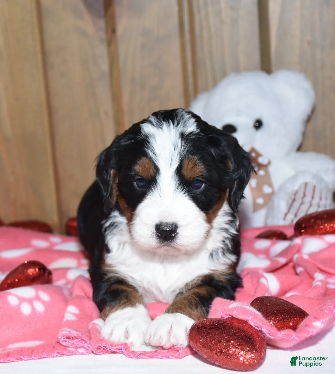 Mini Bernedoodle dogs for sale: Magnolia - Ad 3