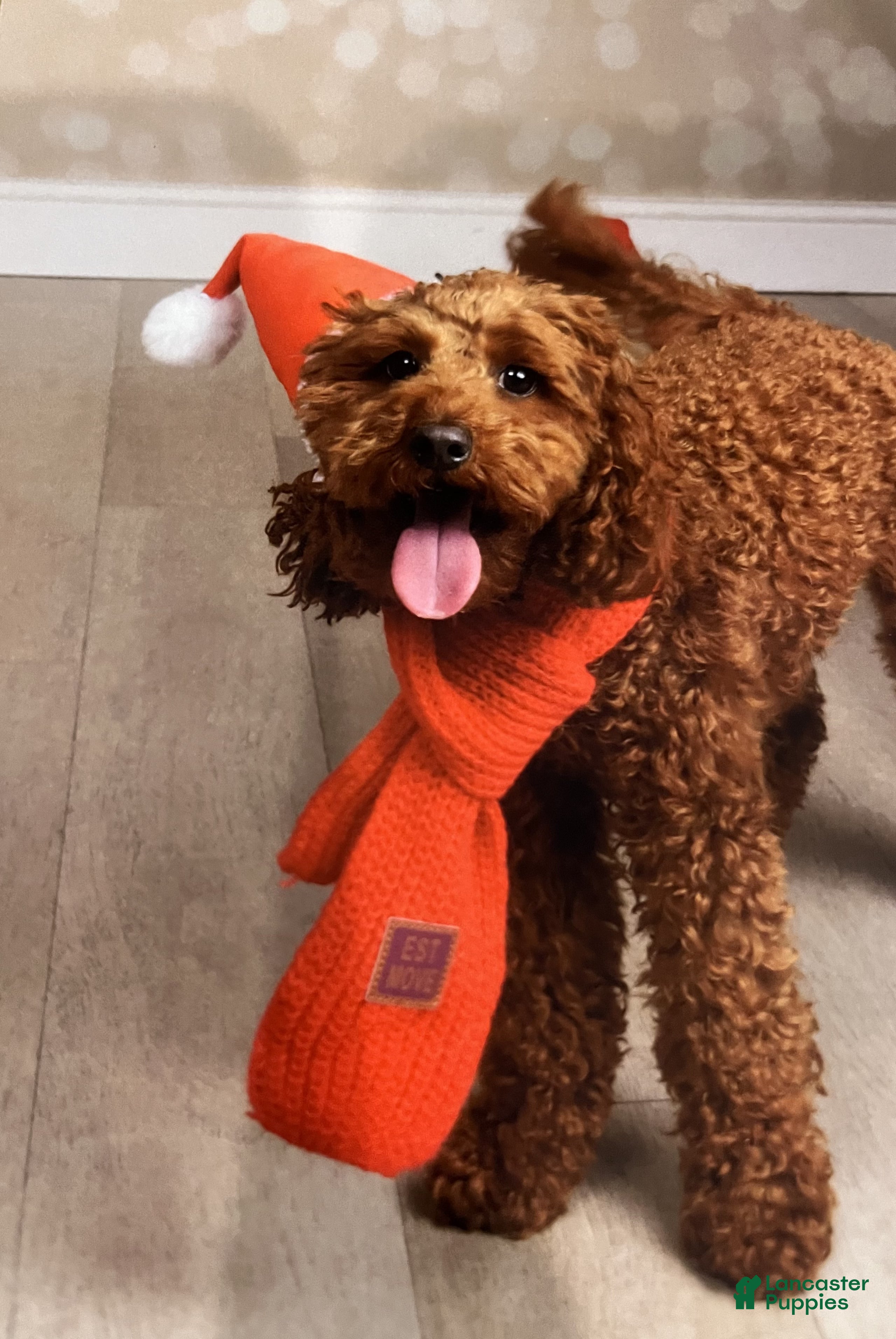 Toy Poodle dogs for sale: Cooper - Ad 4