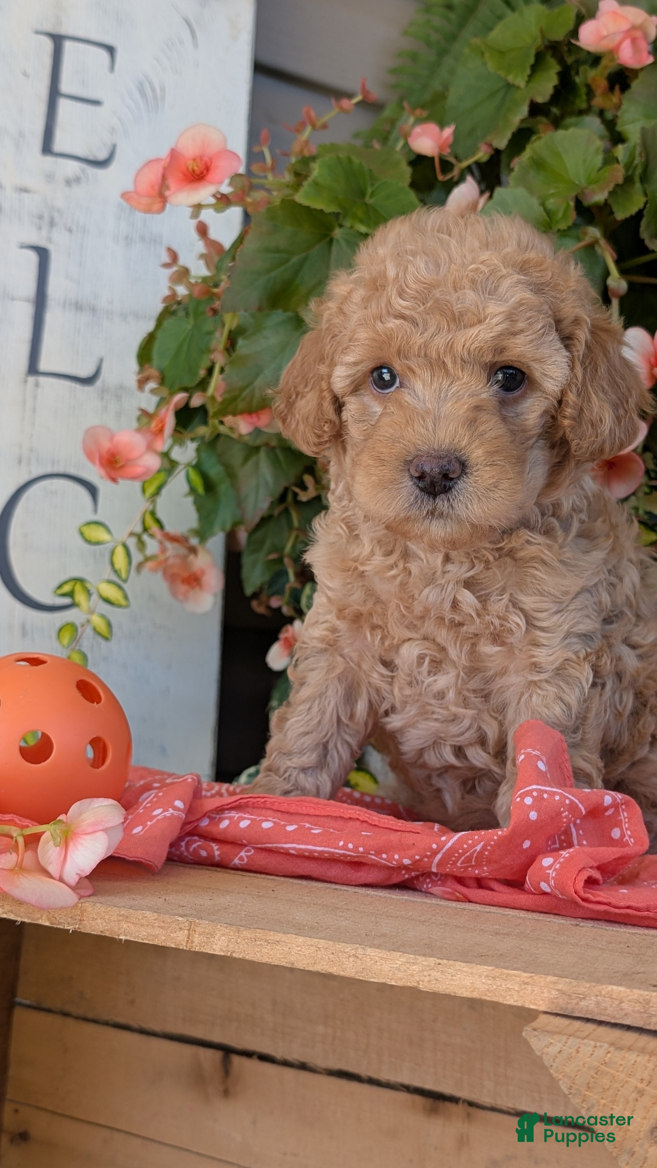 Cavapoo dogs for sale: Pumpkin - Ad 2