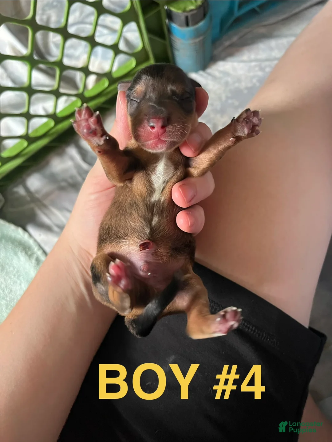Dachshund dogs for sale: Male 4 - Ad 2