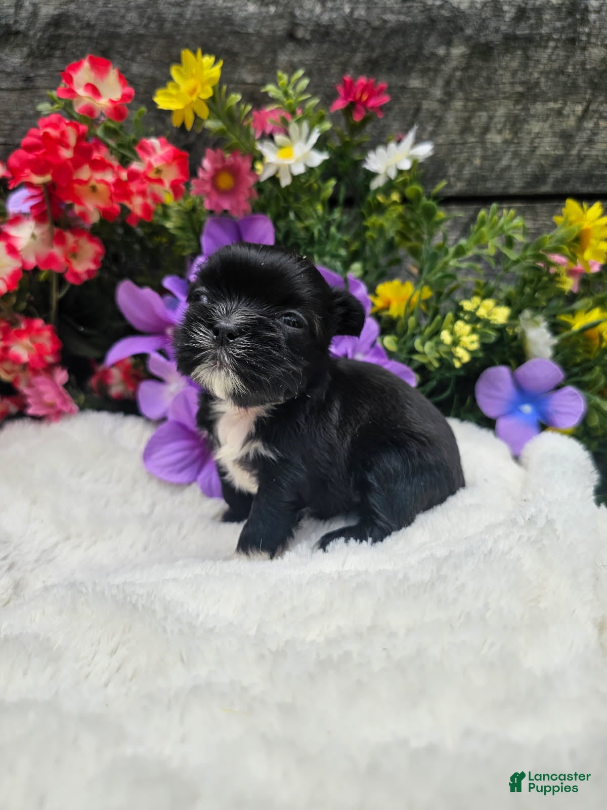 Shih Tzu dogs Jenny - Ad 2