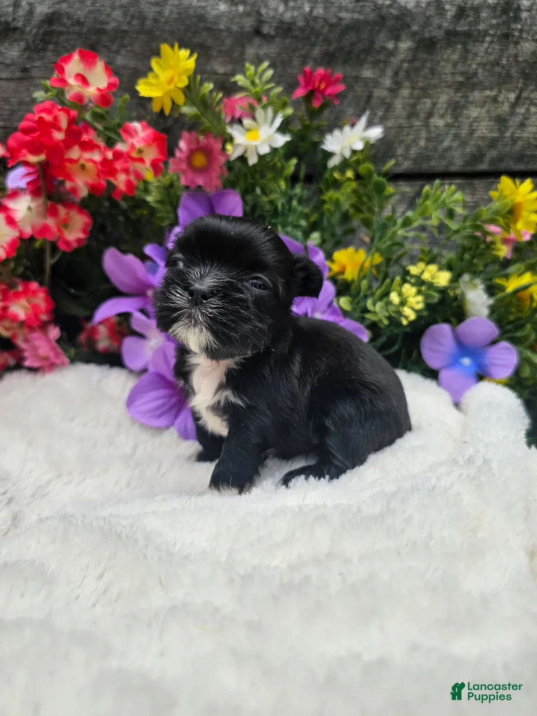 Shih Tzu dogs for sale: Jenny - Ad 2