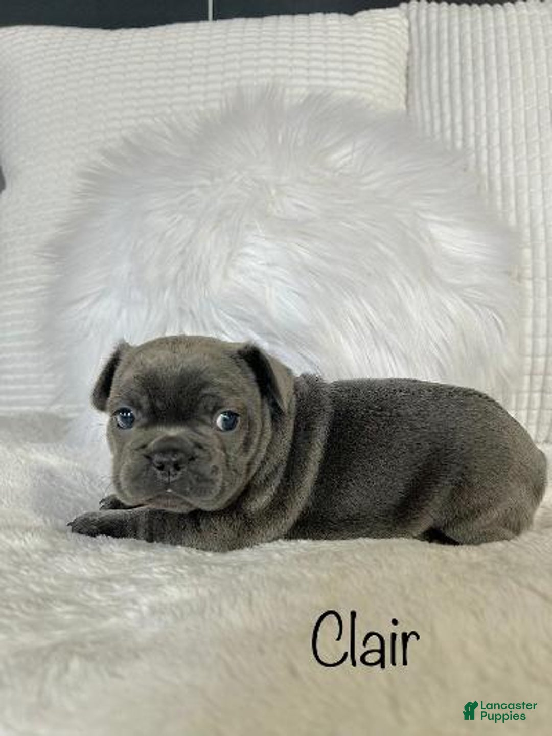 Mixed Breed dogs for sale: Clair - Ad 2