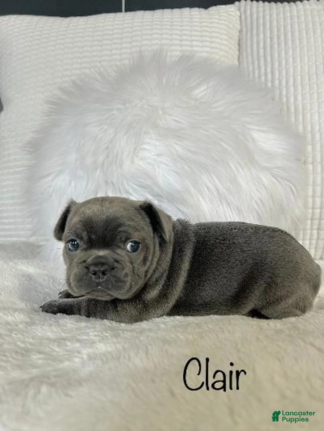 Mixed Breed dogs for sale: Clair - Ad 3
