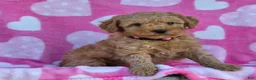 Mini Goldendoodle dogs for sale: Star - Ad 4