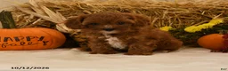 Cavapoo dogs for sale: Kenzy - Ad 5