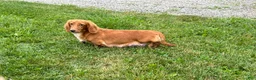 Dachshund dogs for sale: Paxton - Ad 4