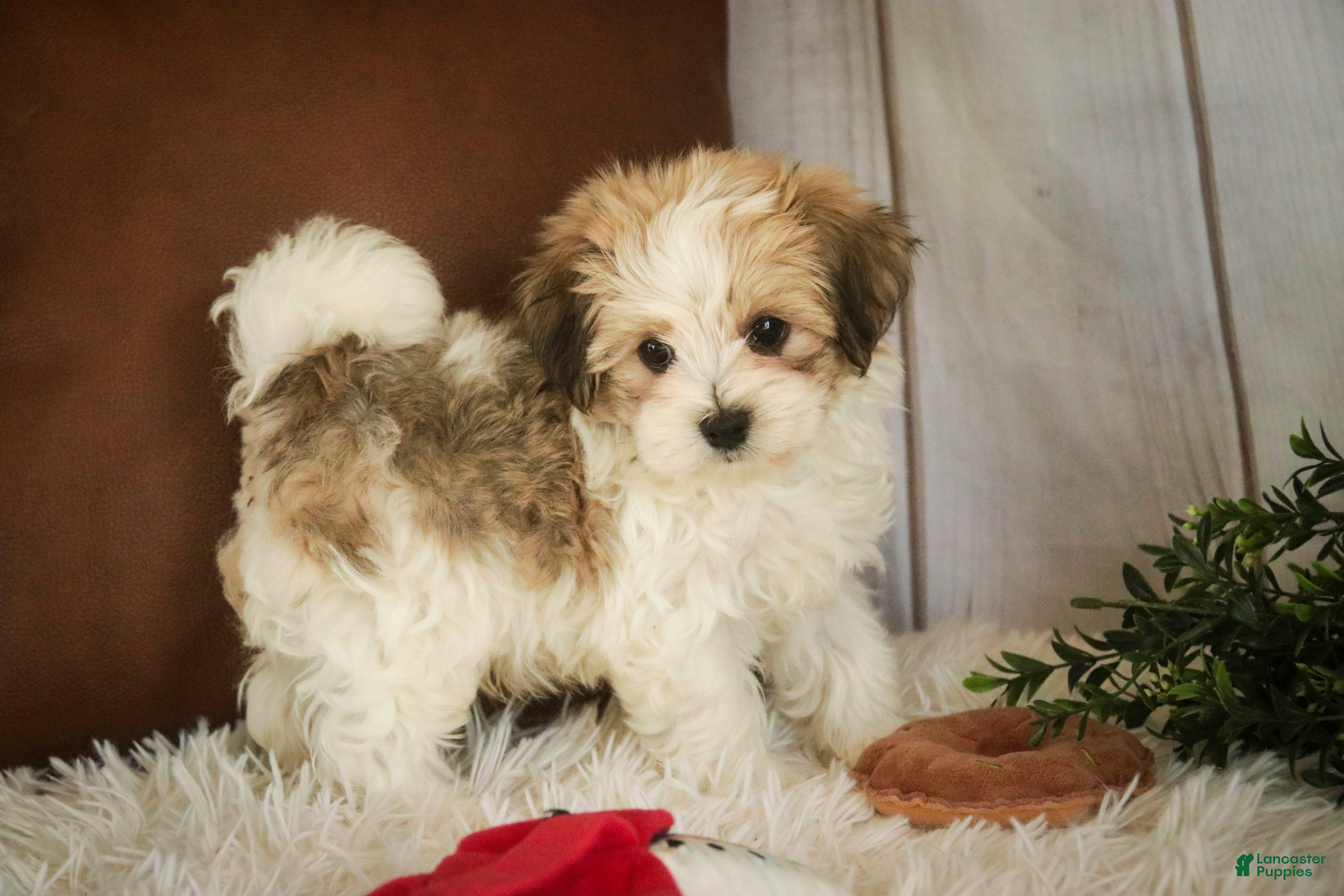 Havanese dogs Louis - Ad 2