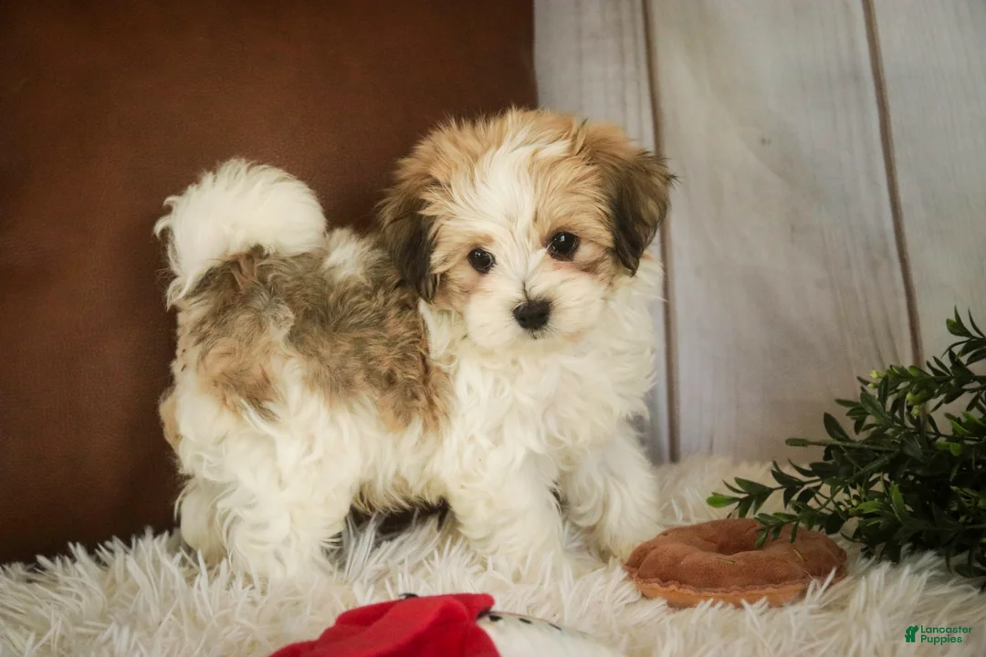 Havanese dogs for sale: Louis - Ad 2