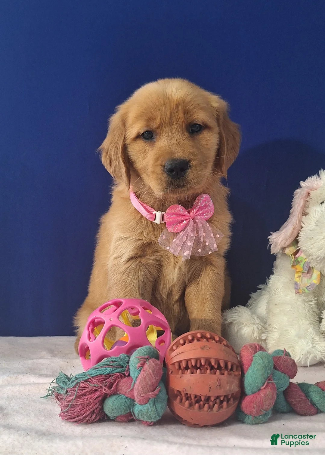 Golden Retriever dogs for sale: Abriella - Ad 3