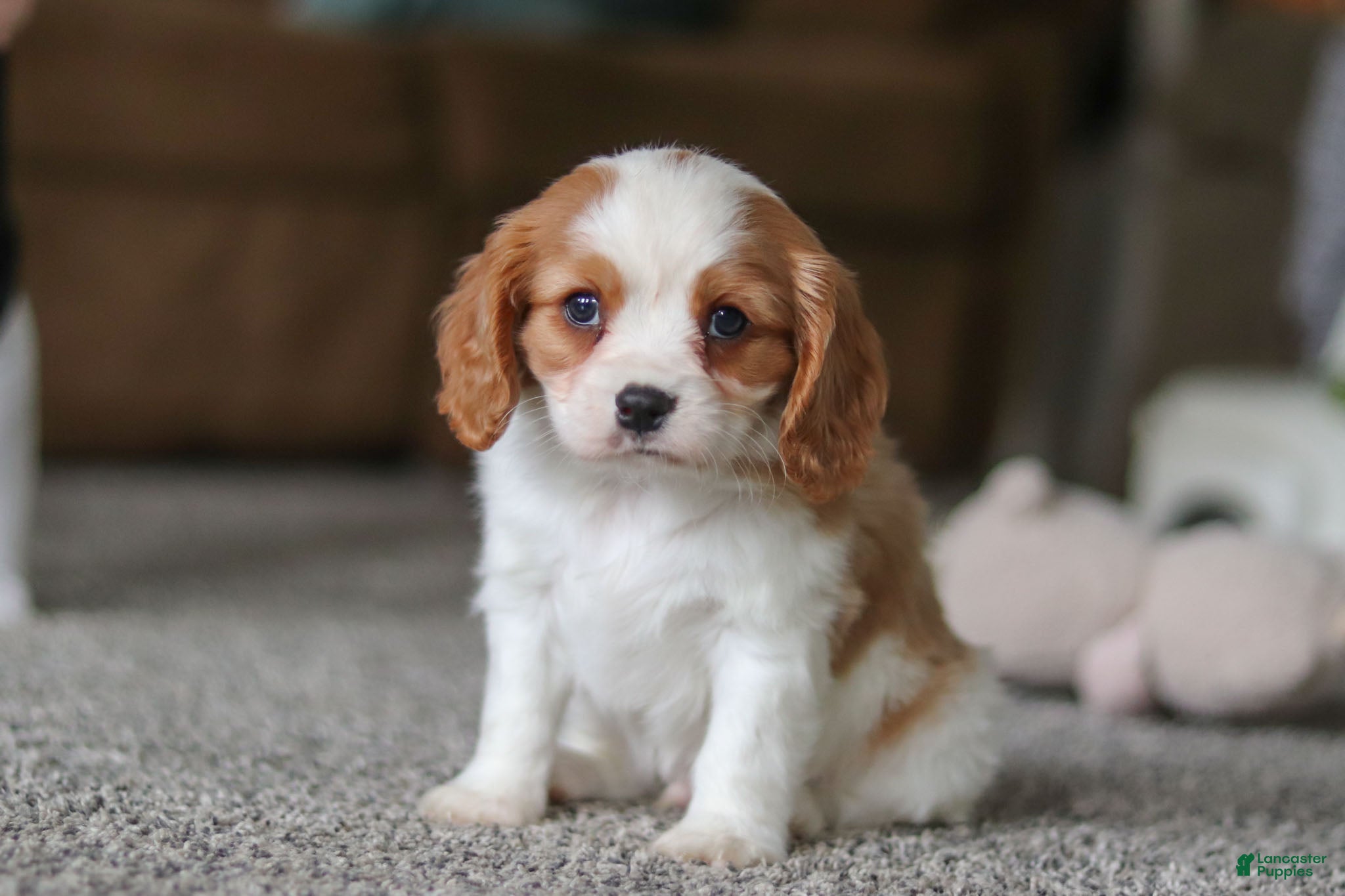 Cavalier King Charles Spaniel dogs Bandit - Ad 11