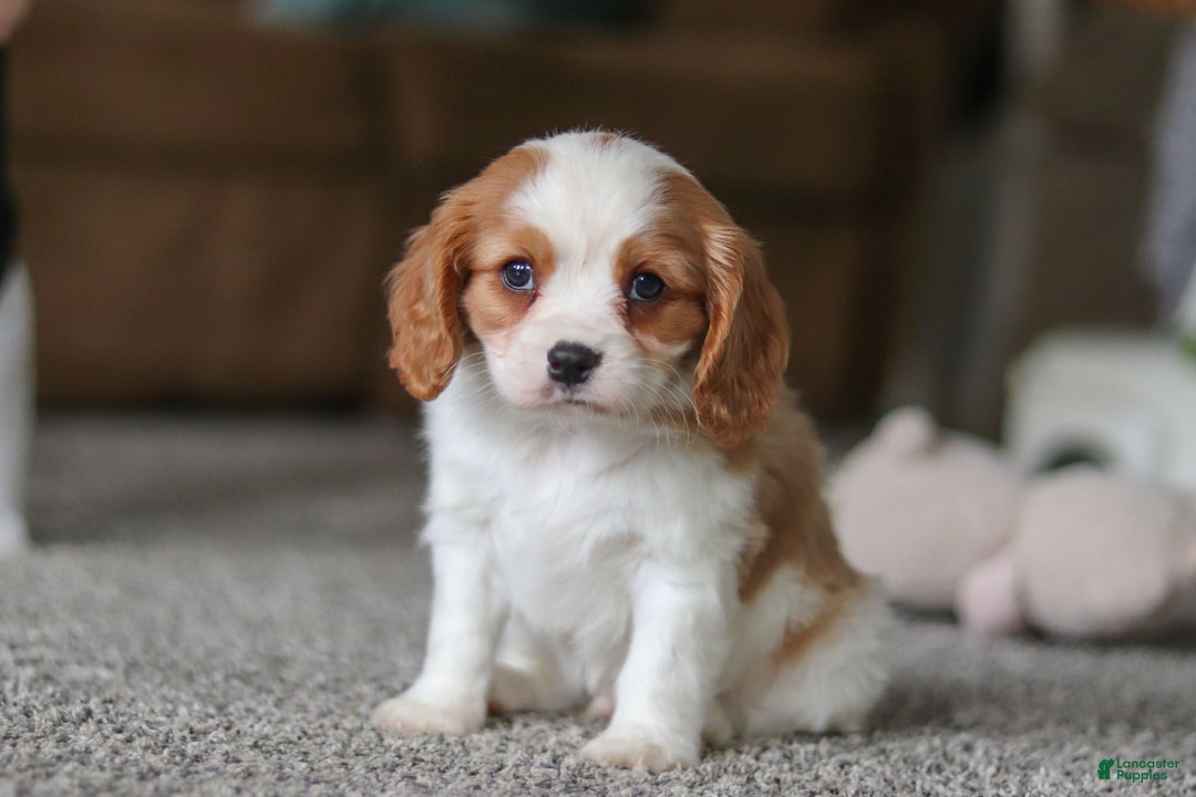 Cavalier King Charles Spaniel dogs for sale: Bandit - Ad 1