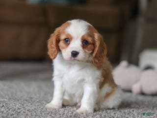 Cavalier King Charles Spaniel dogs for sale: Bandit - Ad 2