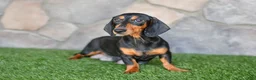 Miniature Dachshund dogs for sale: AKC-Gibson - Ad 12
