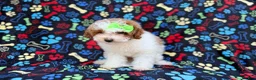 Miniature Poodle dogs for sale: Candy - Ad 8