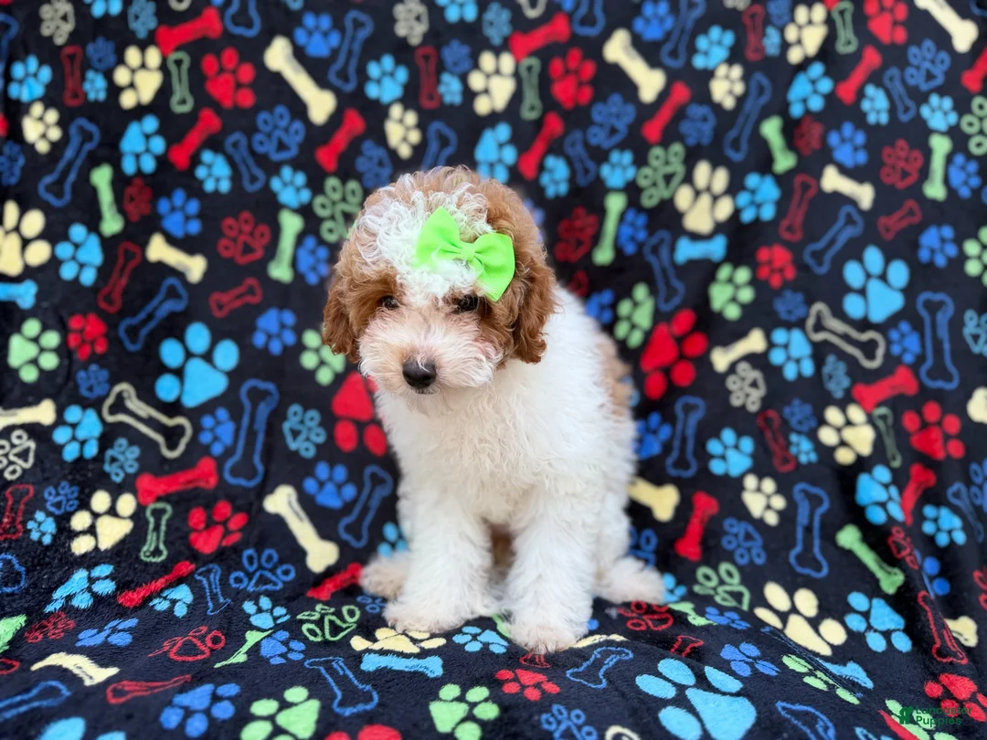 Miniature Poodle dogs for sale: Candy - Ad 8