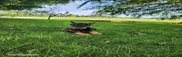 Doberman Pinscher dogs for sale: Kip - Ad 6
