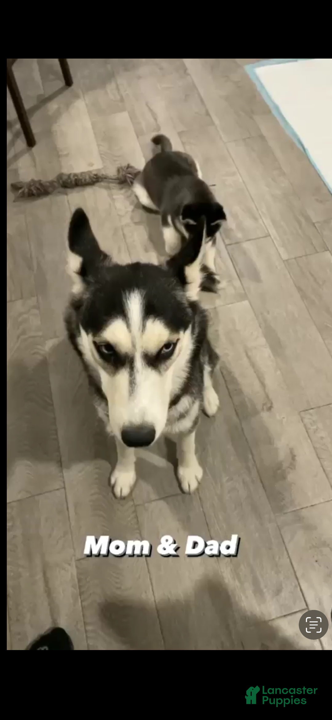 Siberian Husky dogs for sale: Siberian Husky Puppy 1 - Ad 2
