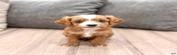 Cavapoo dogs for sale: Dasher - Ad 1