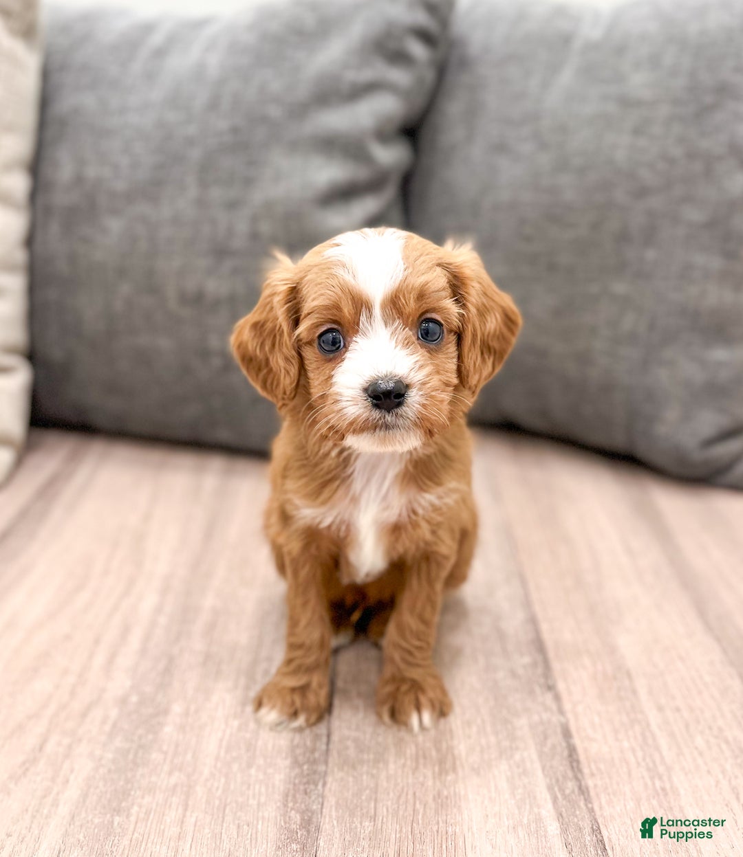 Cavapoo dogs for sale: Dasher - Ad 1
