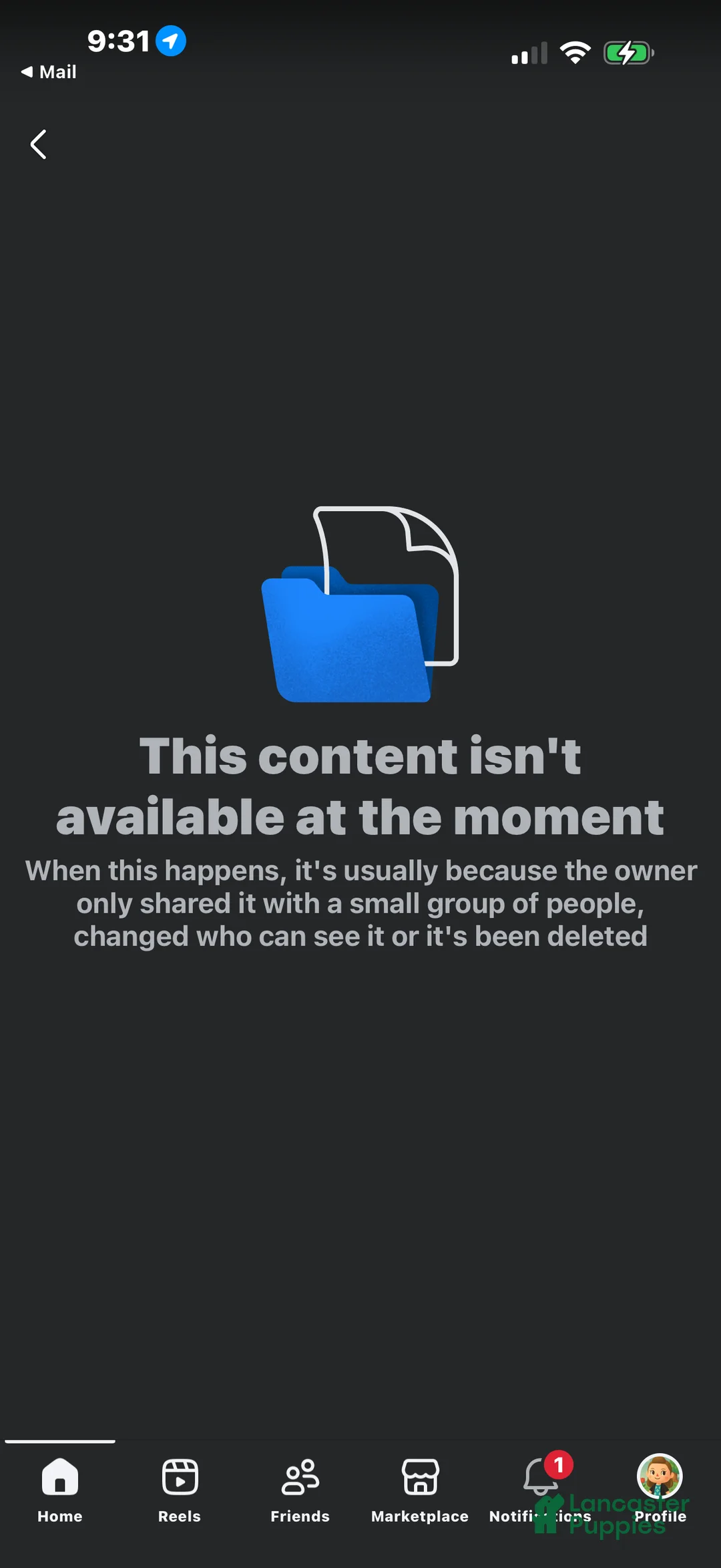 Chihuahua dogs for sale: Chihuahua Puppy 1 - Ad 6