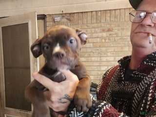 Alapaha Blue Blood Bulldog dogs Puppy 7 - Ad 6