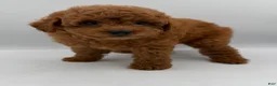 Mini Goldendoodle dogs for sale: moose - Ad 3